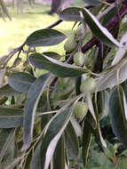 Image of Russian olive