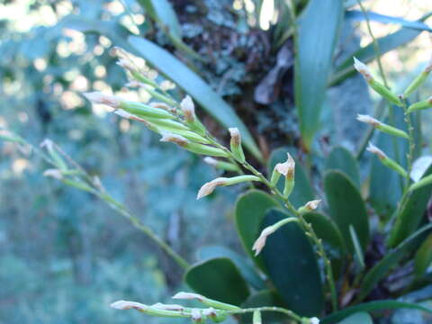 Слика од Stelis deregularis Barb. Rodr.