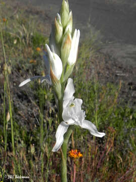 Image of Chloraea crispa Lindl.