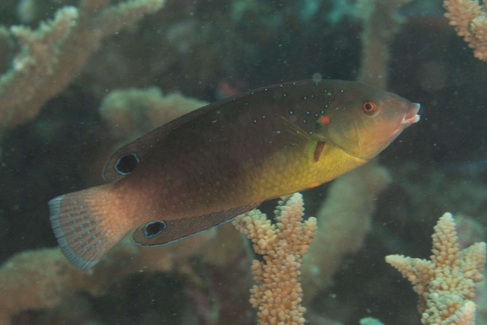 Image of Twister Wrasse