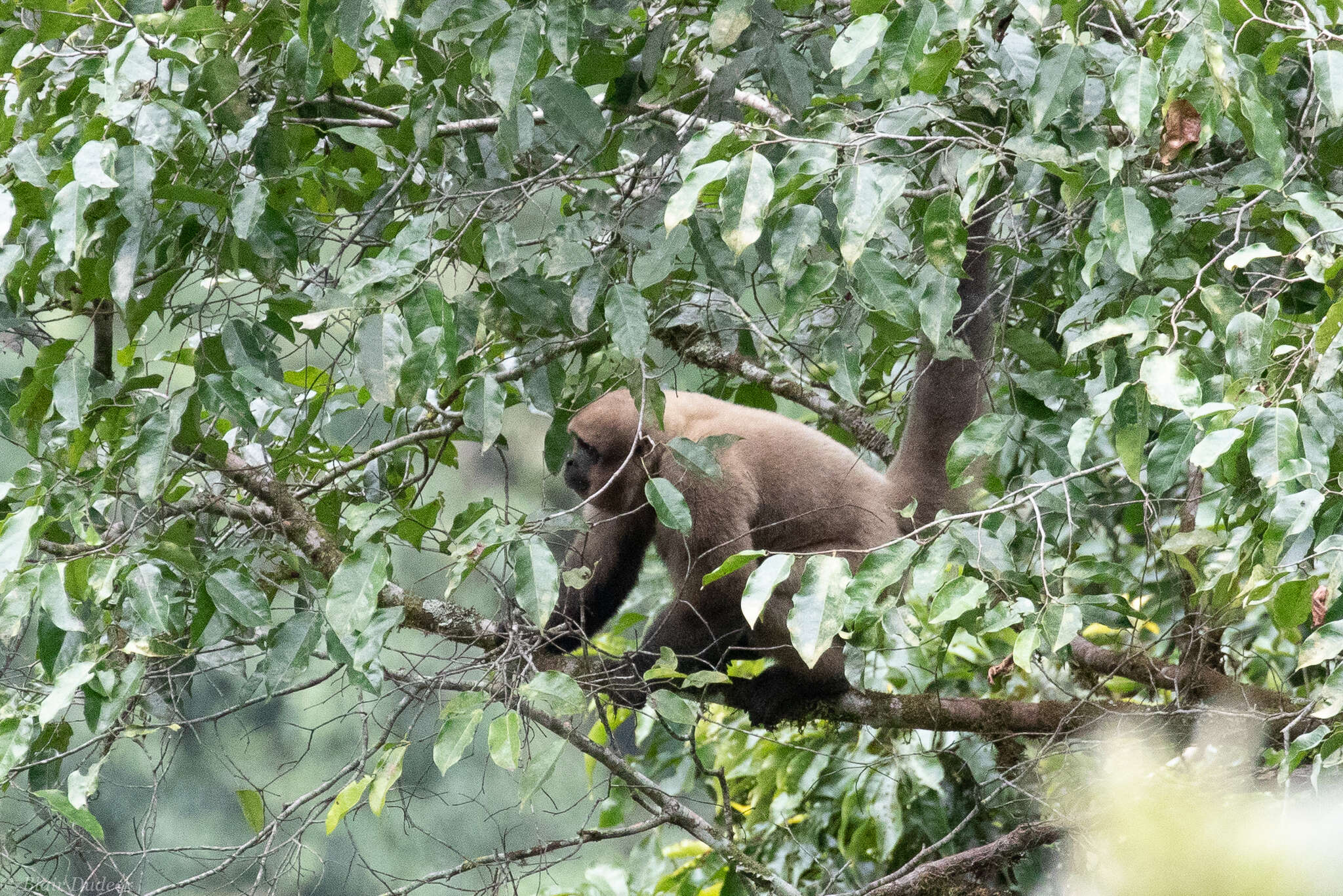 Image of Colombian Woolly Monkey