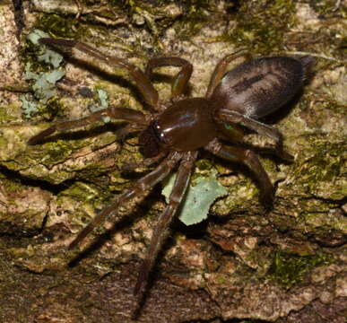 Image of Clubiona corticalis (Walckenaer 1802)