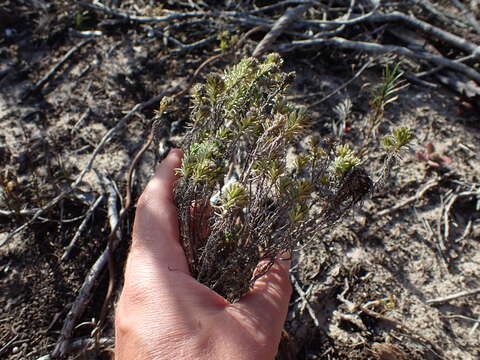 Image of Helichrysum asperum (Thunb.) Hilliard & Burtt