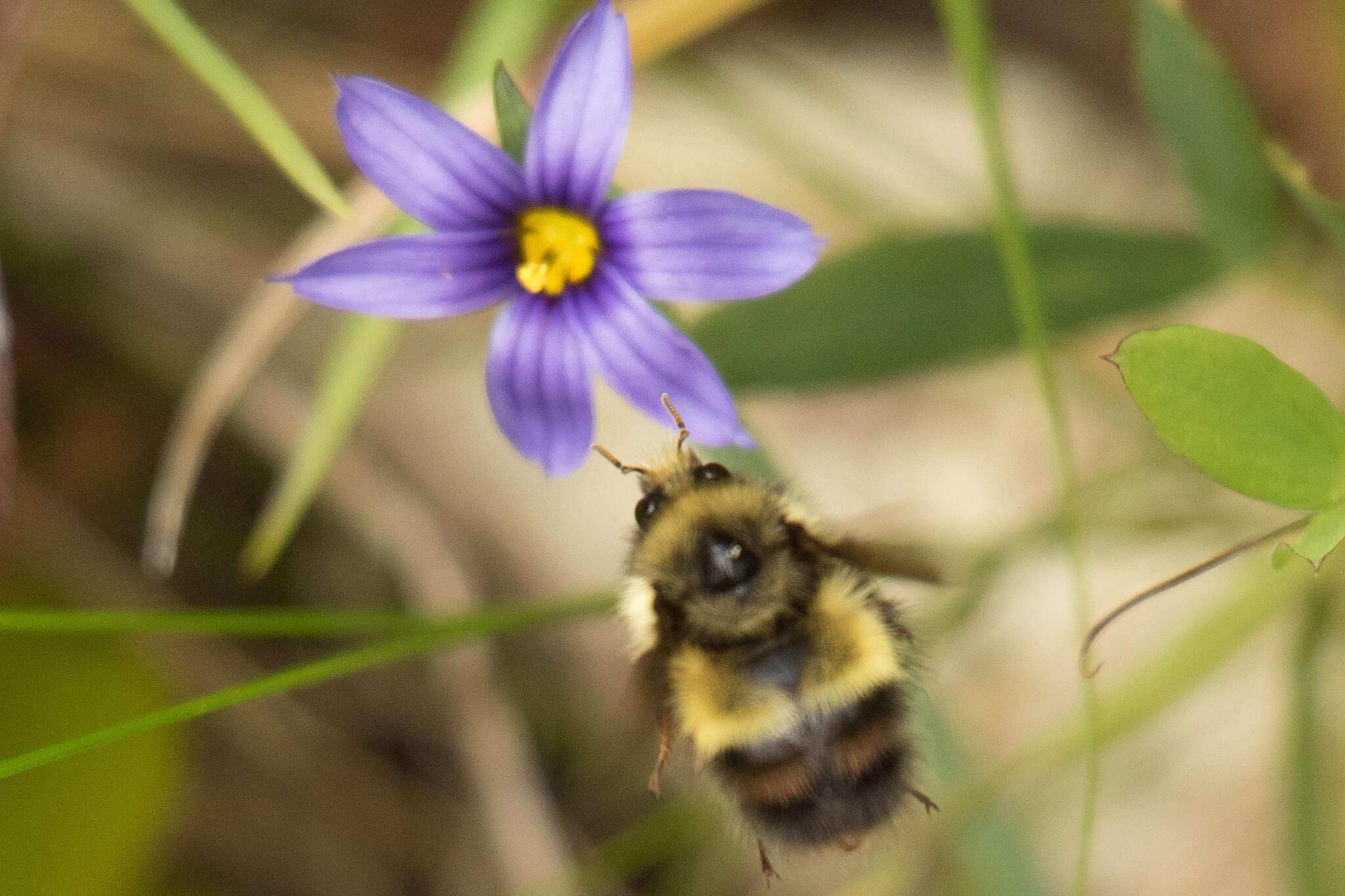 Bombus flavifrons Cresson 1864的圖片