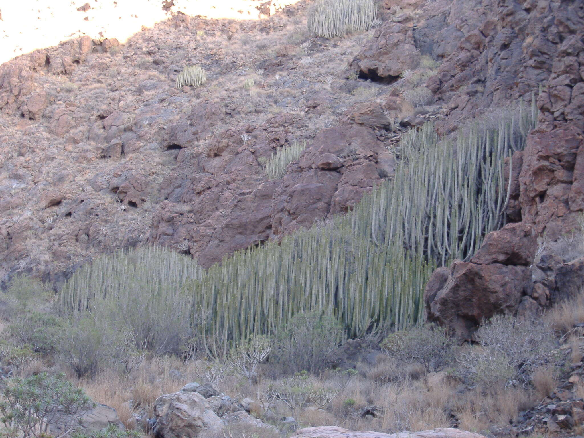 Imagem de Euphorbia canariensis L.