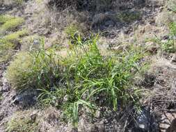 Слика од Leptochloa panicea subsp. brachiata (Steud.) N. Snow