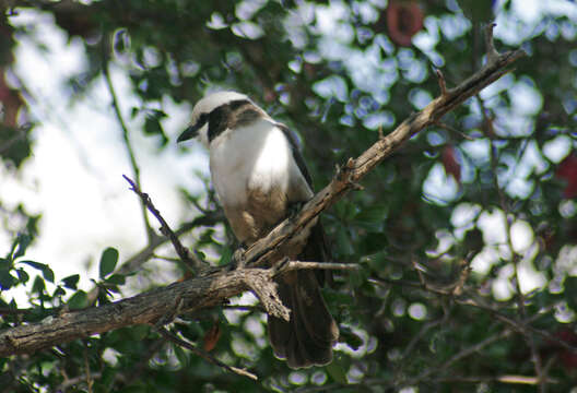 Image of Southern White-crowned Shrike