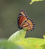 Limenitis archippus watsoni Dos Passos 1938的圖片