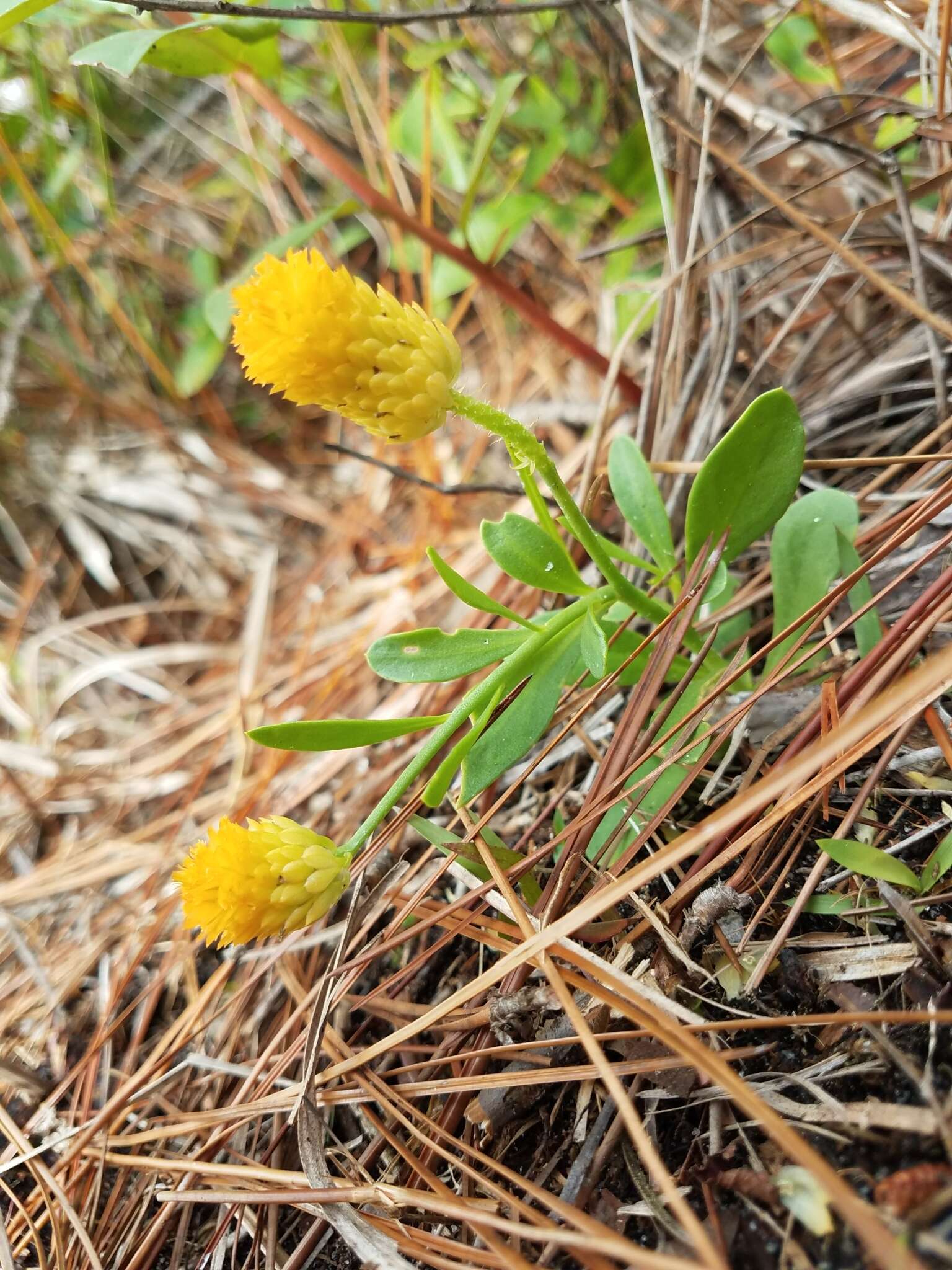 Sivun Polygala lutea L. kuva