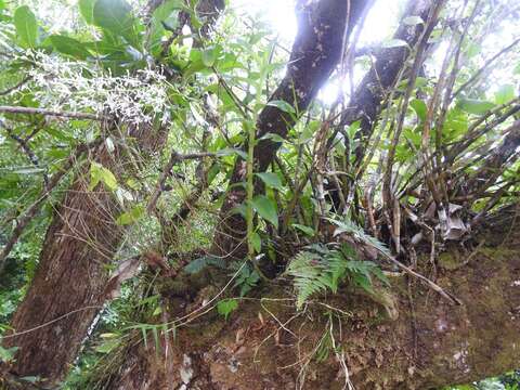 Image of Dendrobium gouldii Rchb. fil.