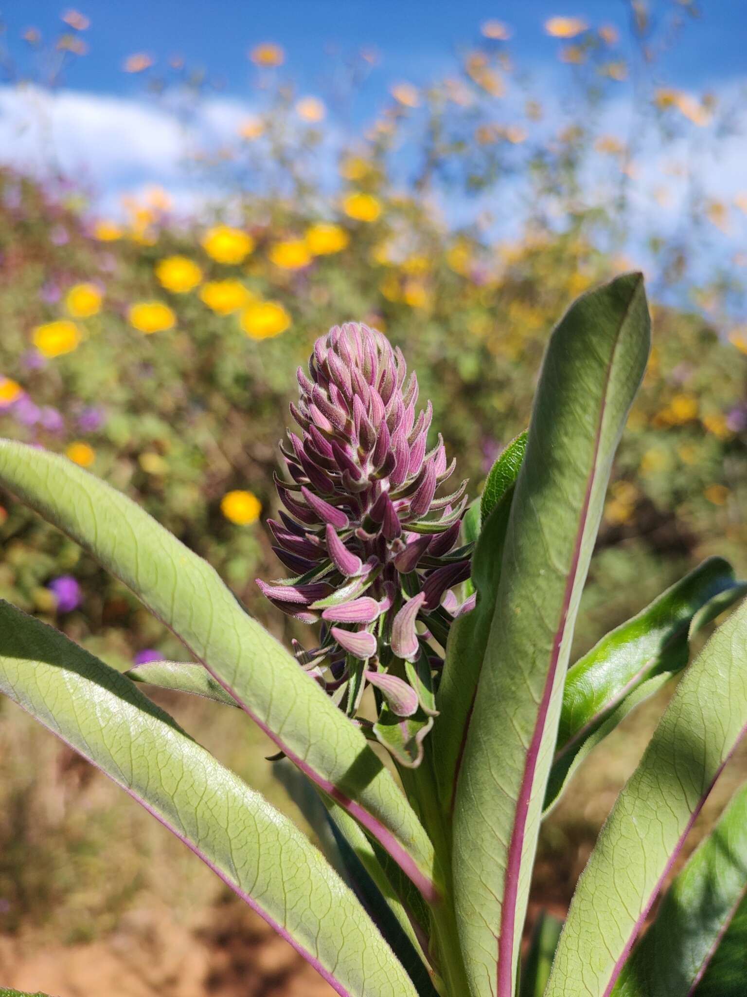 Image of Lobelia brasiliensis A. O. S. Vieira & G. J. Sheph.