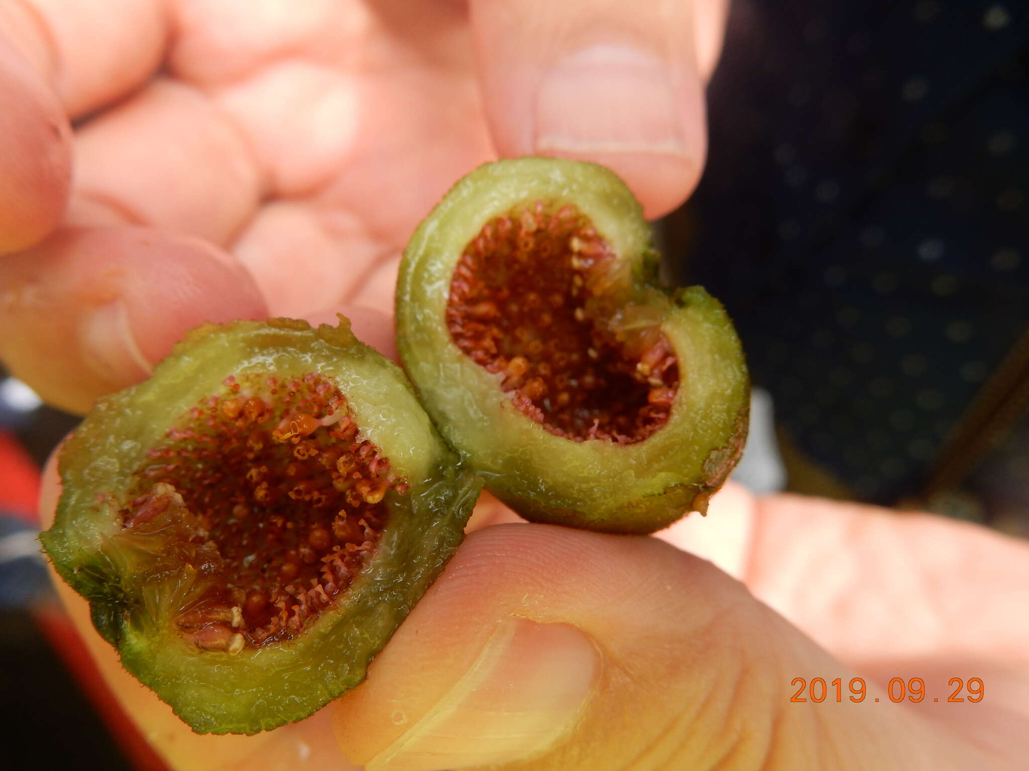 Image of Ficus fistulosa Reinw. ex Bl.