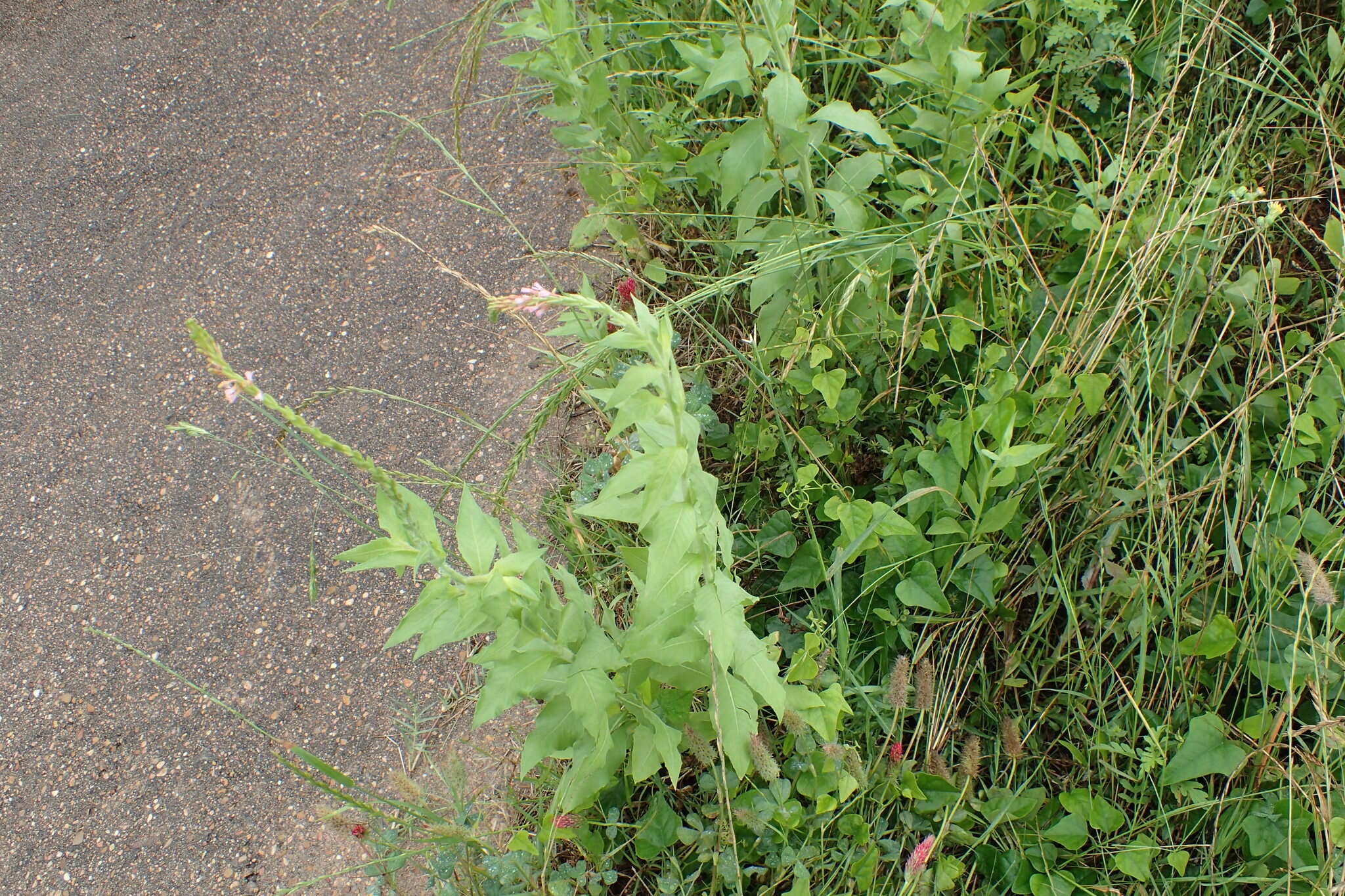 Image of Velvetweed