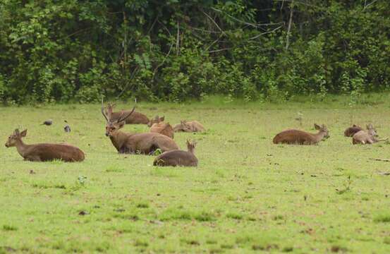 Image of Hog Deer