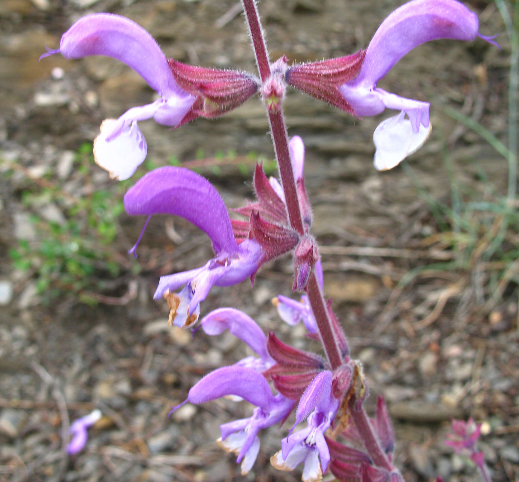 Image of Salvia beckeri Trautv.