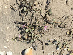 Image of pink sand verbena