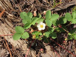 Слика од Fragaria cascadensis K. E. Hummer