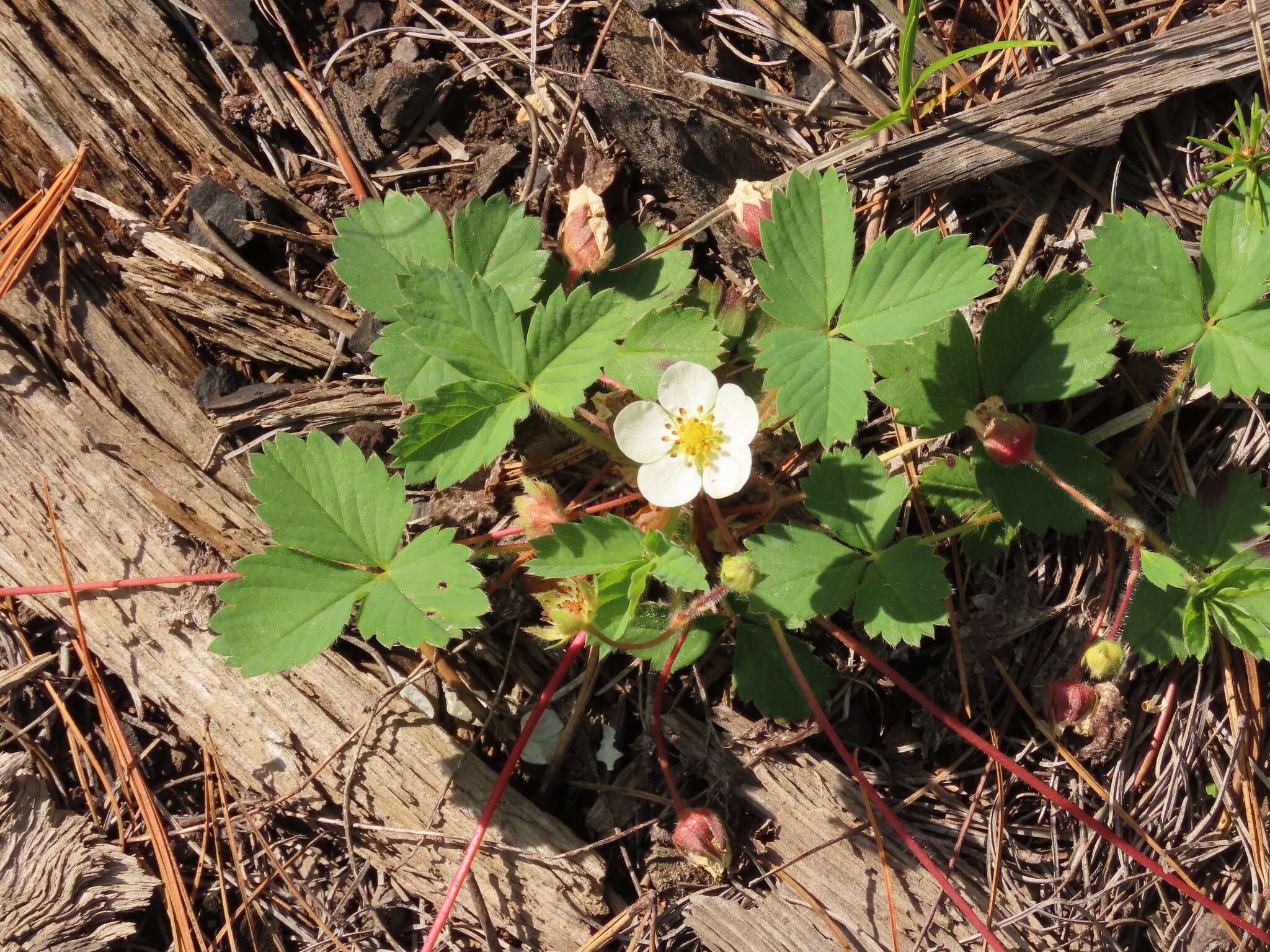 Sivun Fragaria cascadensis K. E. Hummer kuva