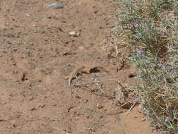 Image of Bosk’s fringe-toed lizard