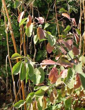 Image of Prunus spinosa subsp. dasyphylla (Schur) Domin