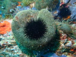 Image of Black Sea urchin