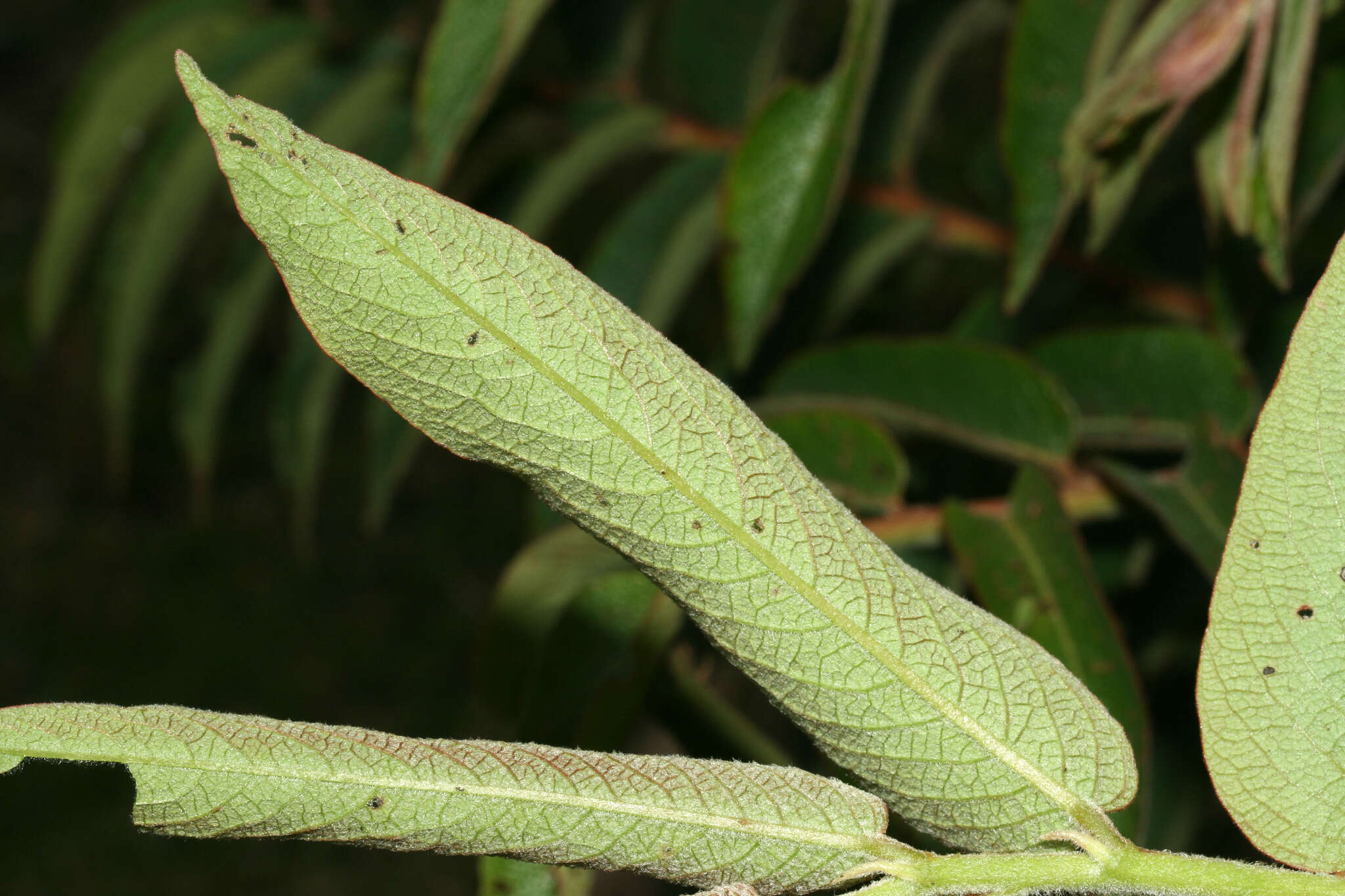 Phyllanthus salviifolius Kunth的圖片