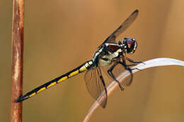 Image of Bar-winged Skimmer