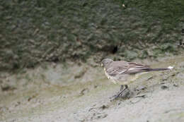 Image of Motacilla tschutschensis taivana (Swinhoe 1863)