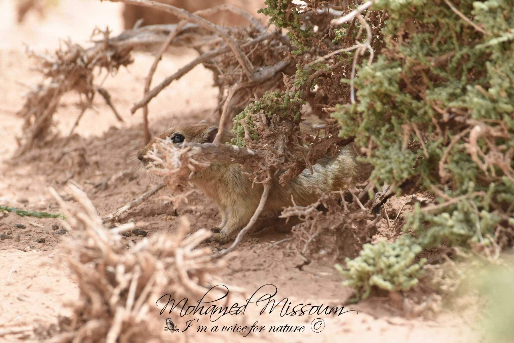 Image of Fat Sand Rat