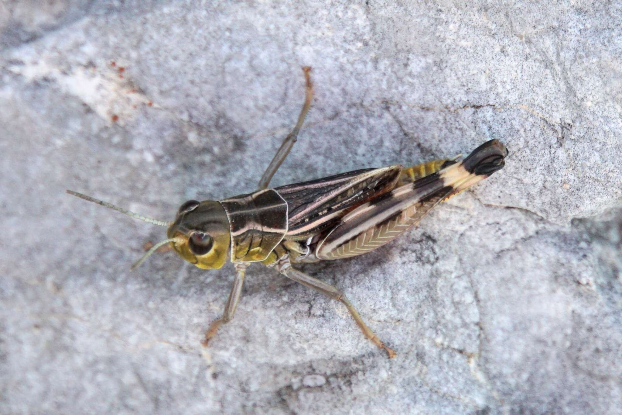 Image of Arcyptera (Pararcyptera) brevipennis (Brunner von Wattenwyl 1861)