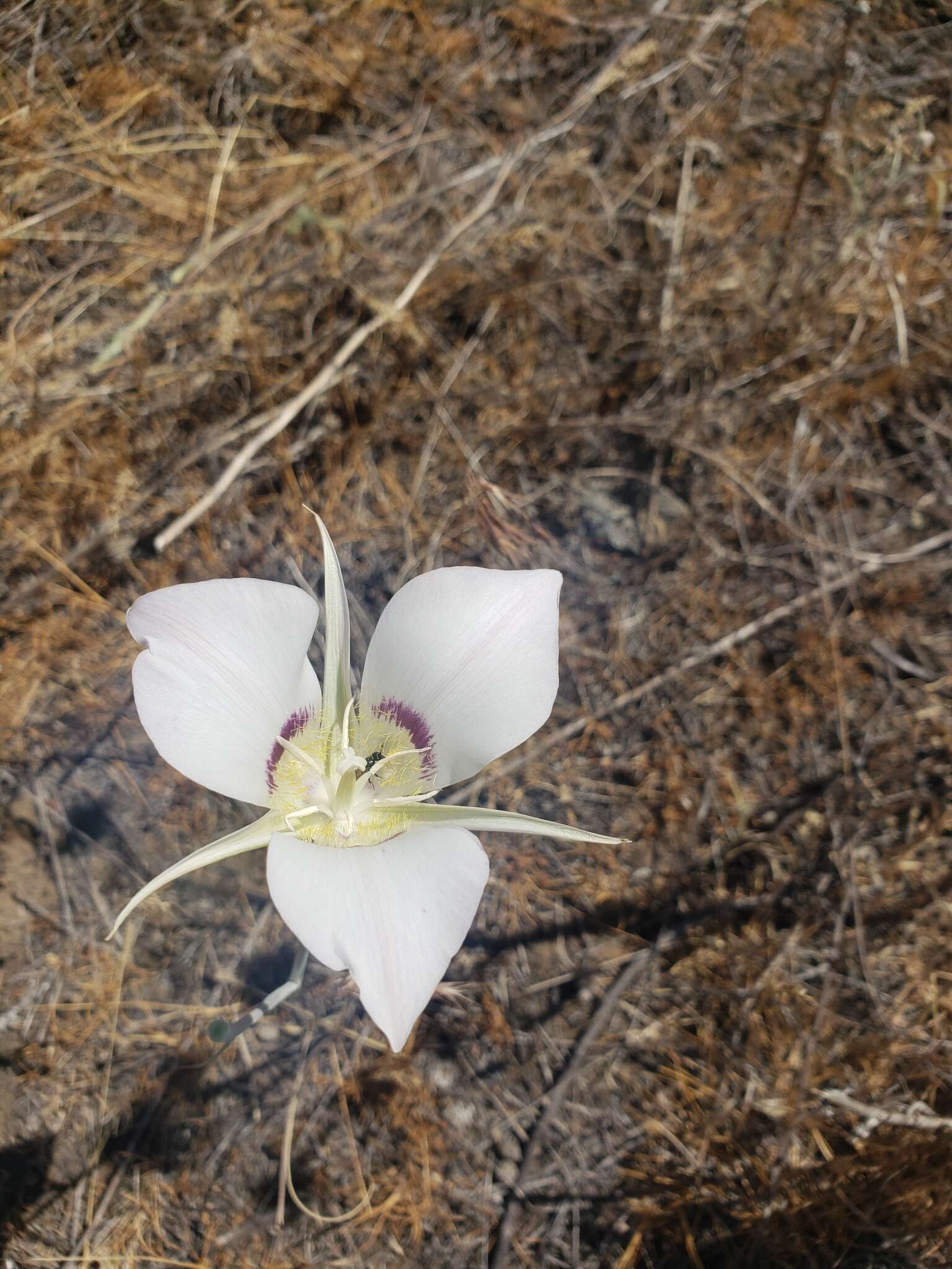 Image of Nez Perce mariposa lily