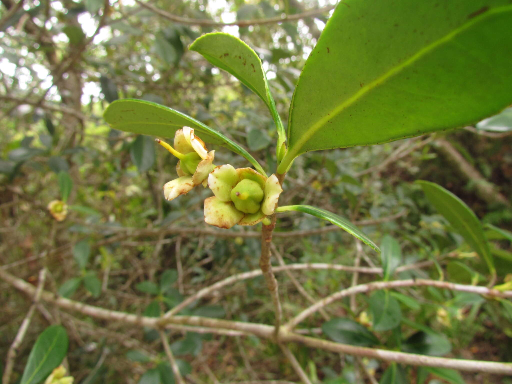 Image of Ternstroemia brasiliensis Cambess.