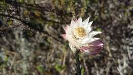 Image of Achyranthemum affine (Less.) N. G. Bergh