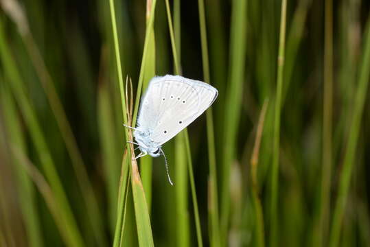 Imagem de <i>Polyommatus dolus</i>