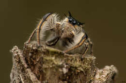 Image of Phidippus insignarius C. L. Koch 1846