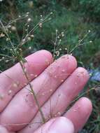 Image of Woolly Rosette Grass