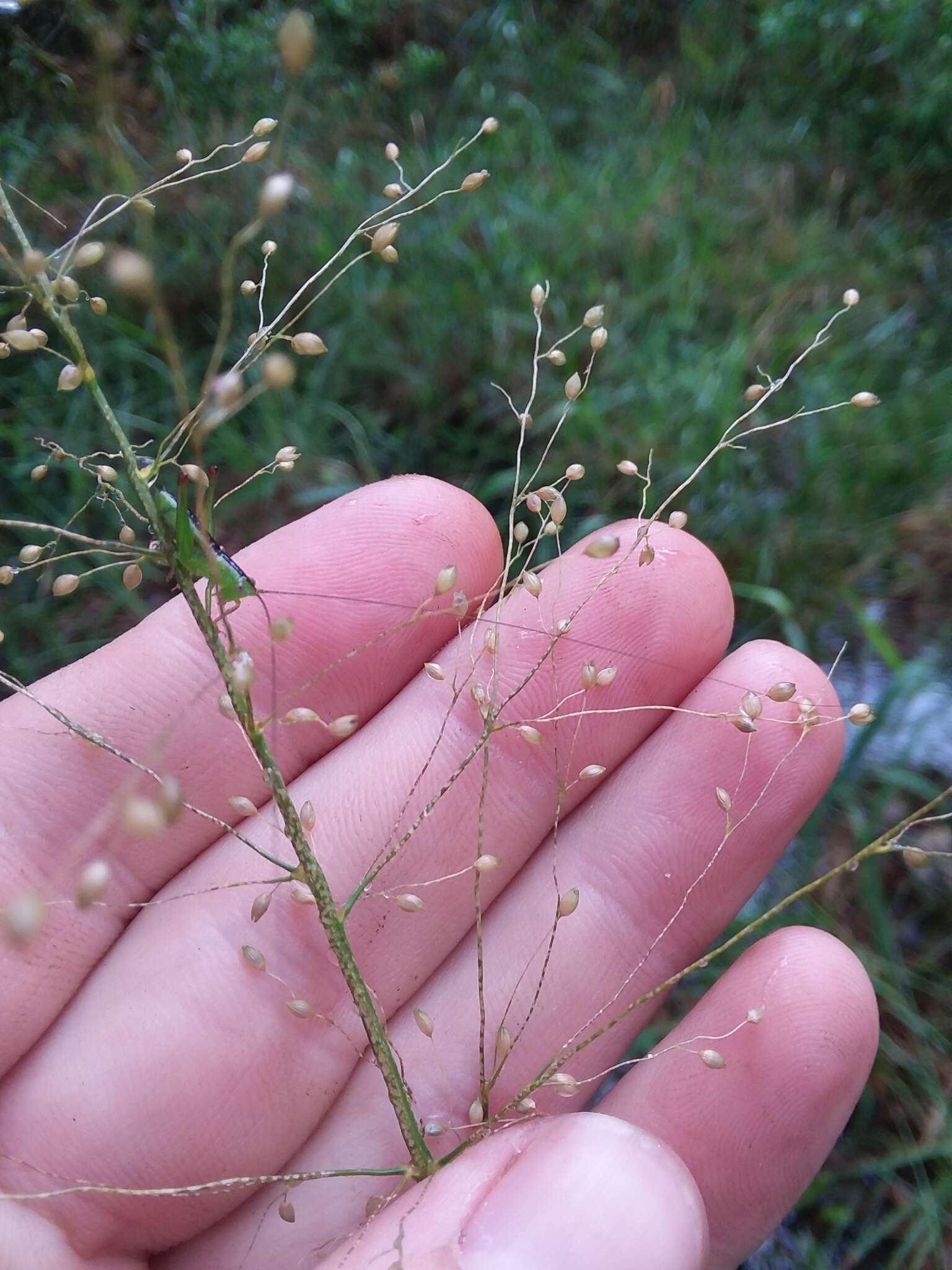 Image of Woolly Rosette Grass