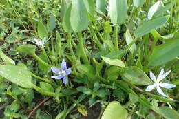 Heteranthera limosa (Sw.) Willd. resmi