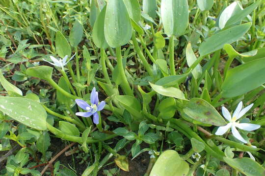 Heteranthera limosa (Sw.) Willd. resmi