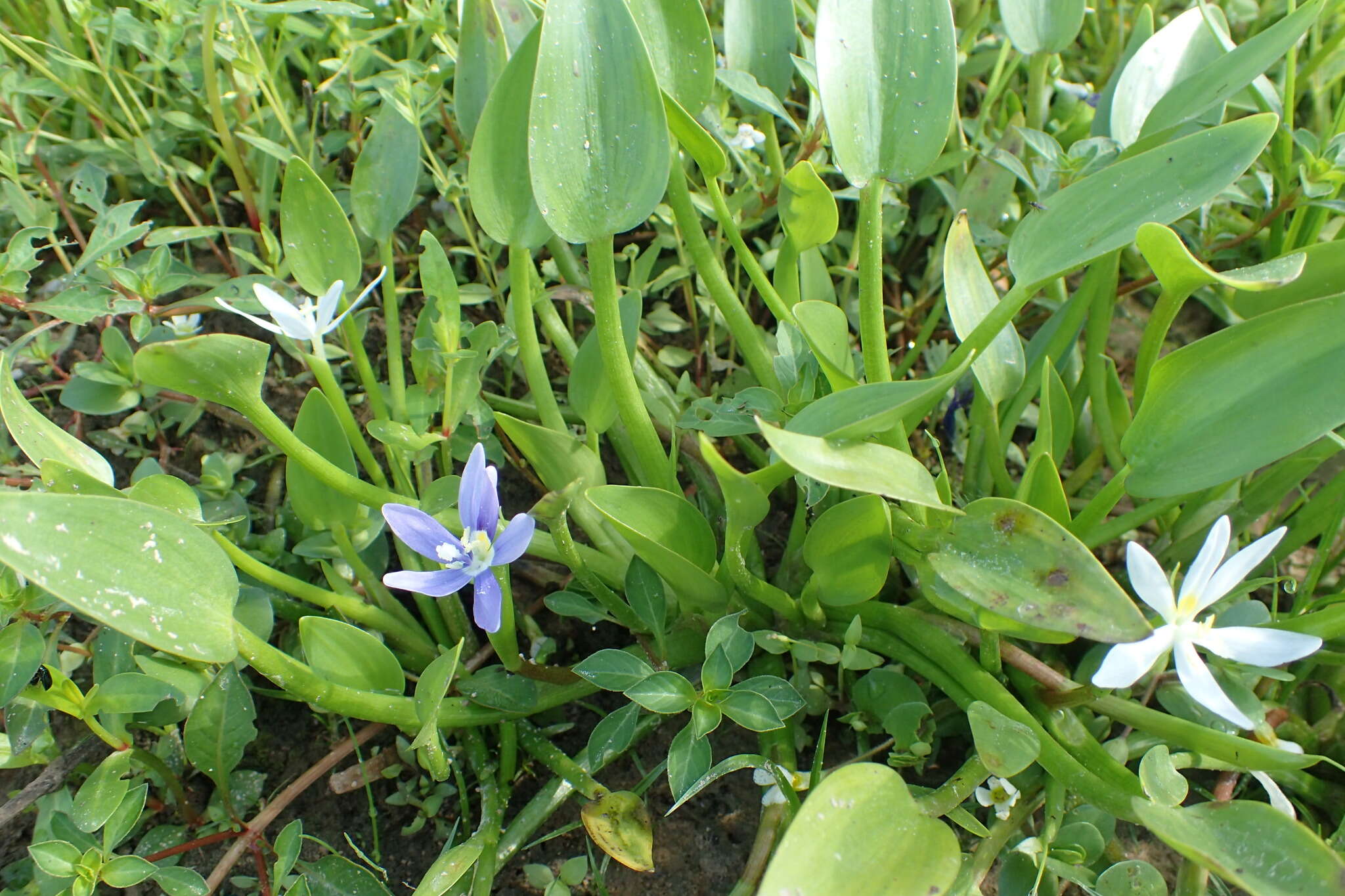 Heteranthera limosa (Sw.) Willd. resmi