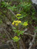 Image of Thaspium barbinode (Michx.) Nutt.