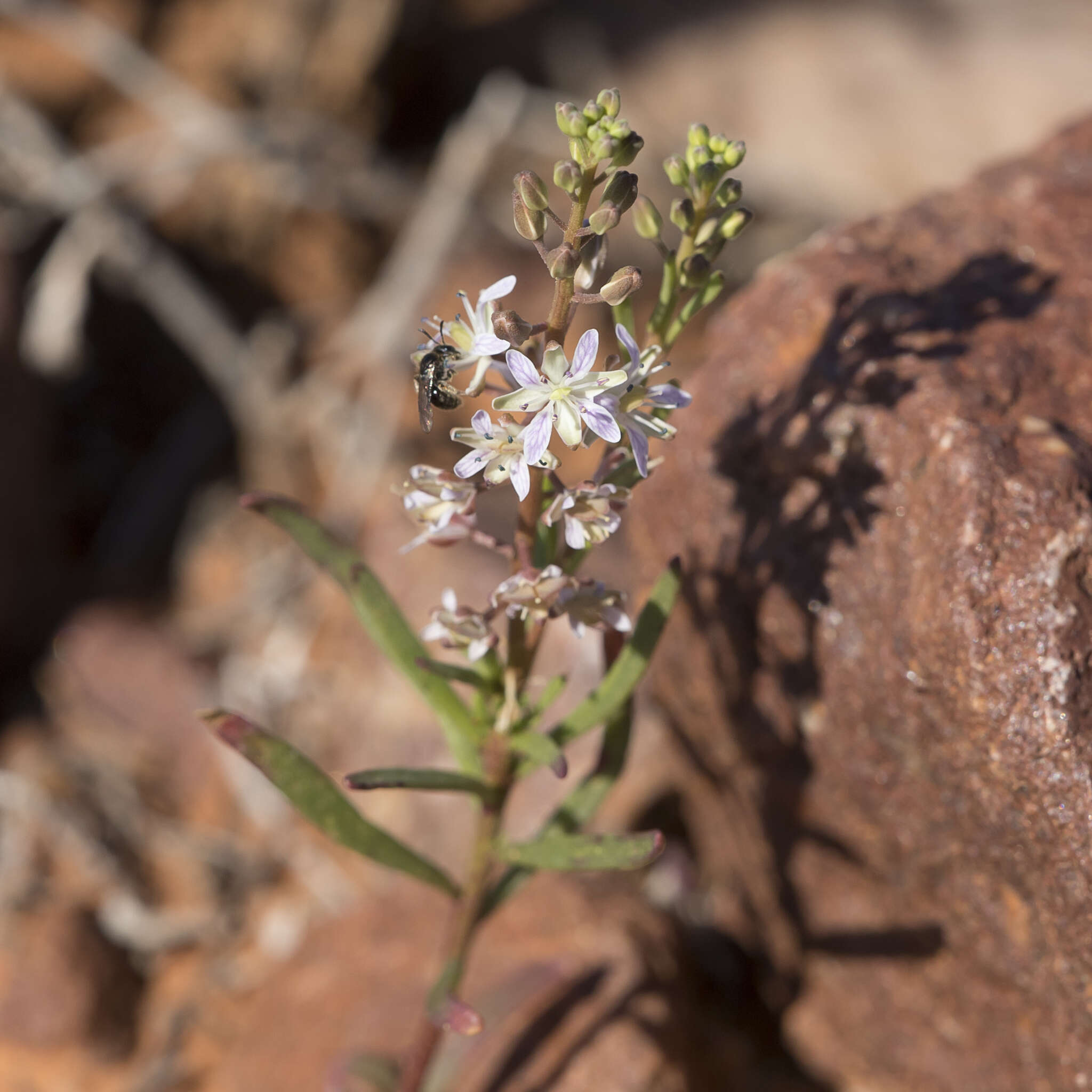 صورة Lepidium phlebopetalum (F. Muell.) F. Muell.