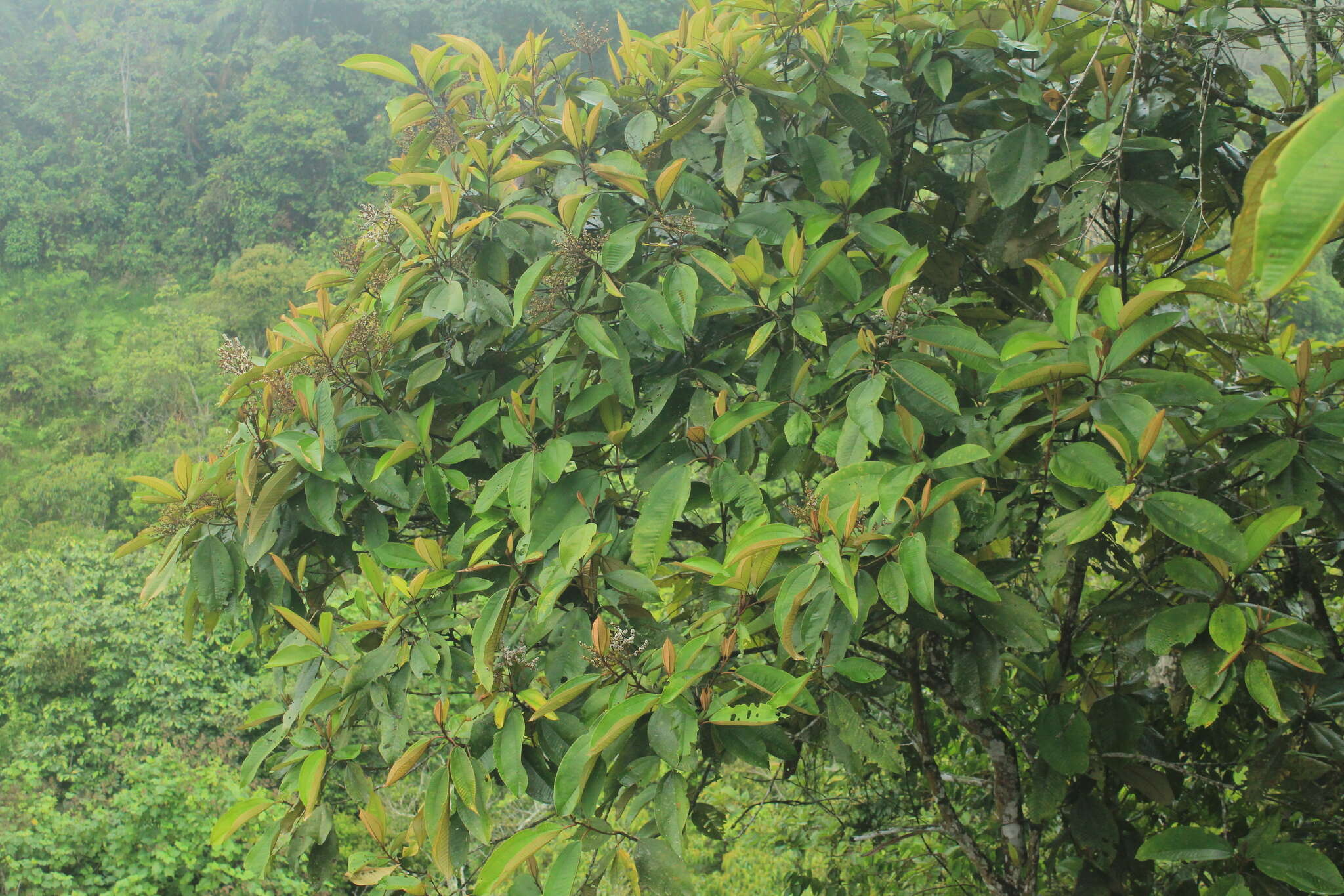 Image of Miconia elata (Sw.) DC.