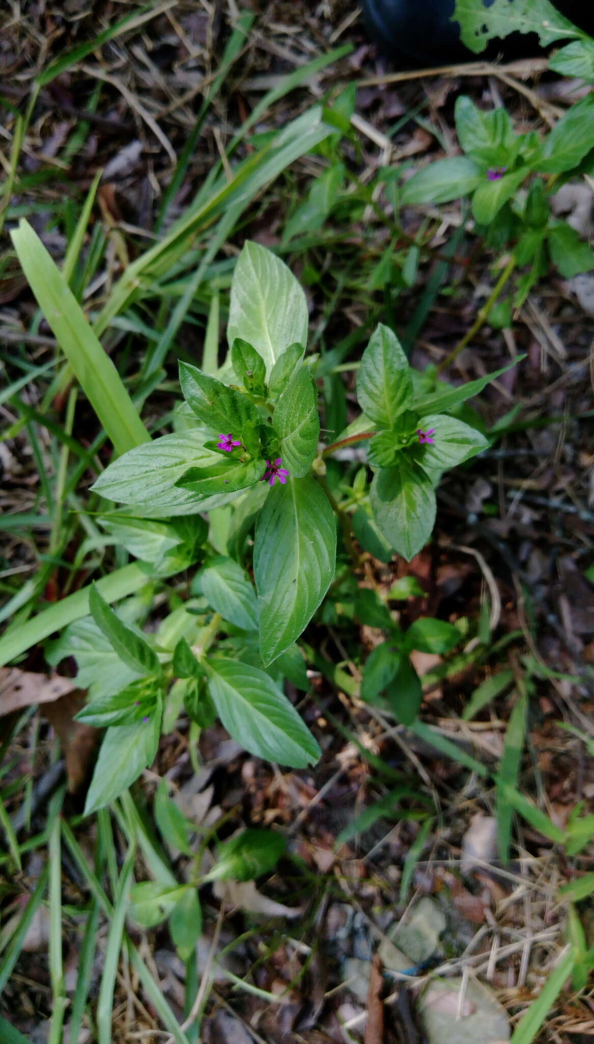 Image of Colombian Waxweed