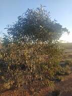 Image of Pincushion hakea