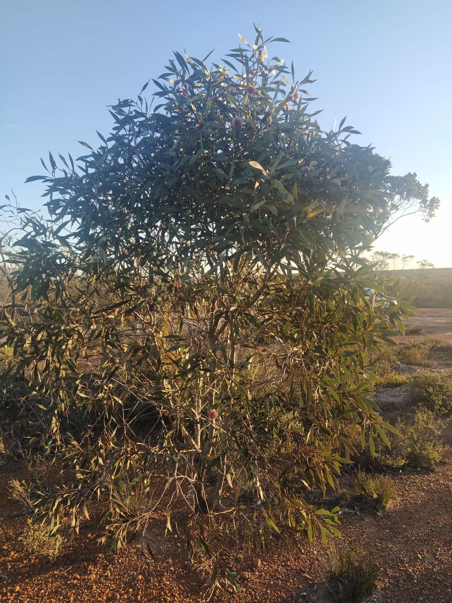 Image of Pincushion hakea