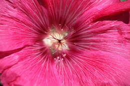 Image of hollyhock