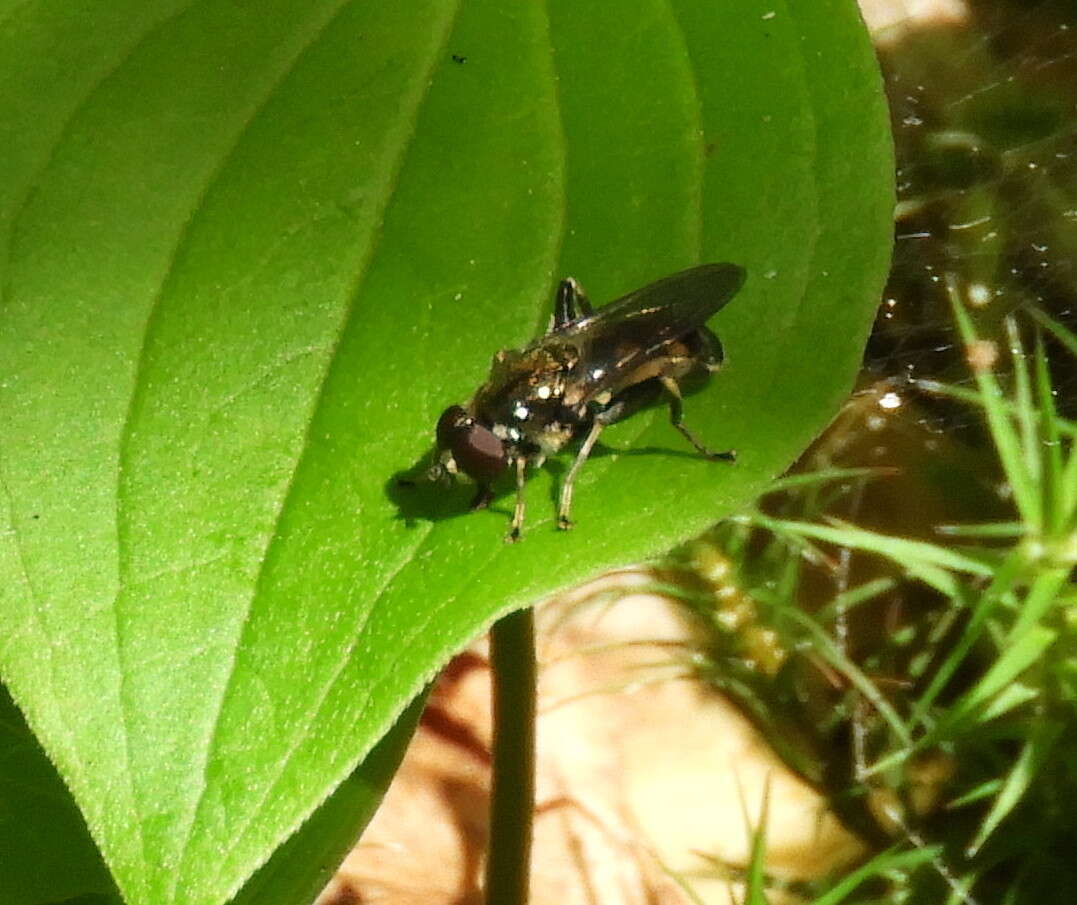 Image of Chalcosyrphus anthreas (Walker 1849)