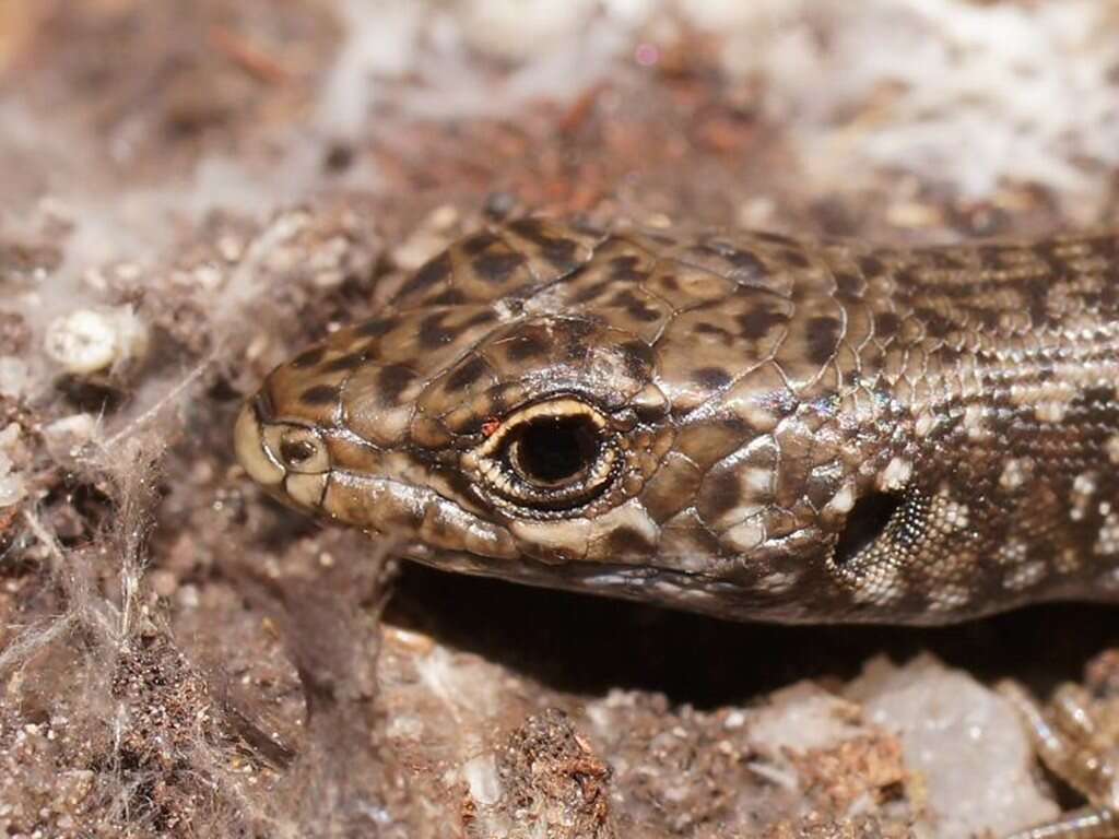 Image of Spotted Skink