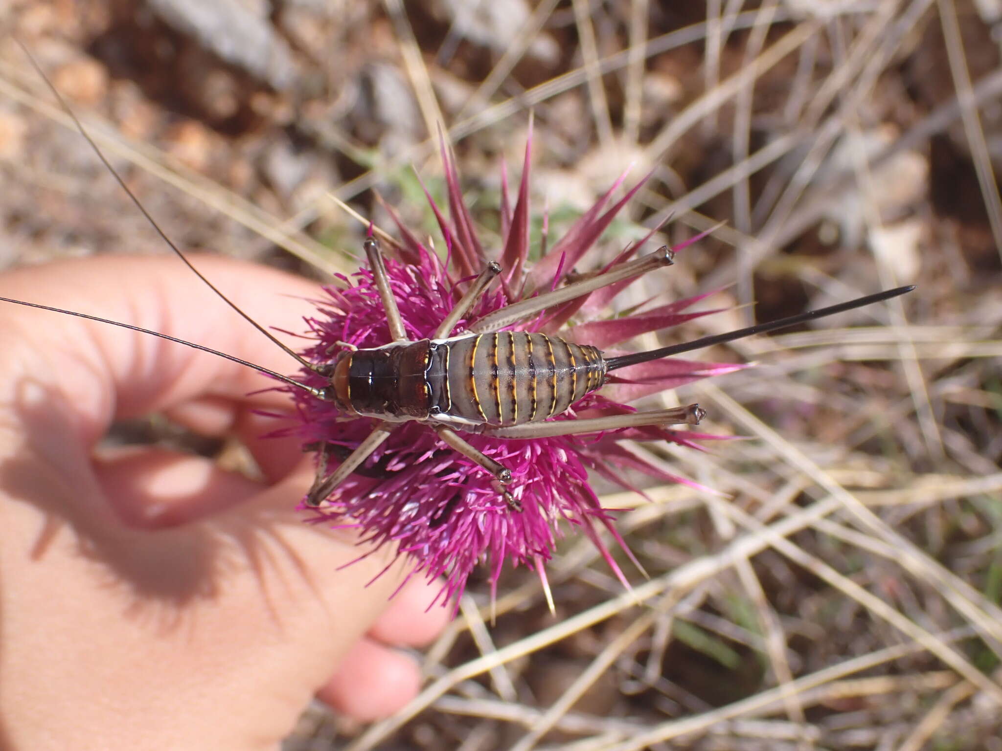 Image of saddle-backed bushcricket